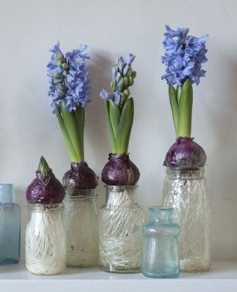 Emma Hardy's Hyacinths In Glass Jars Image.ie